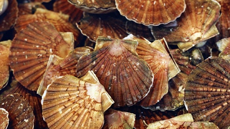 Sea-Fisheries Protection Authority Confirms Commencement of New Food Safety Monitoring Programme for King Scallops as of June 1st 2024