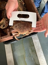 The SFPA Publishes Fisheries Information Notice on Fisheries Control Measures for Brown Crab, Spider Crab and Velvet Crab