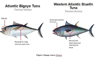 SFPA Publishes New Fisheries Information Notice - Morphological Differences Between Atlantic Bluefin Tuna and Bigeye Tuna