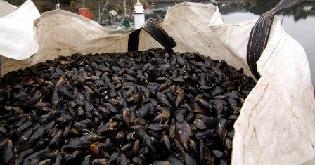 SFPA Publishes Annual Classification List of Ireland’s Shellfish Production Areas