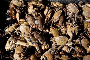 Fishing Master Pleads Guilty to Landing Below Minimum Legal Size Brown Crab